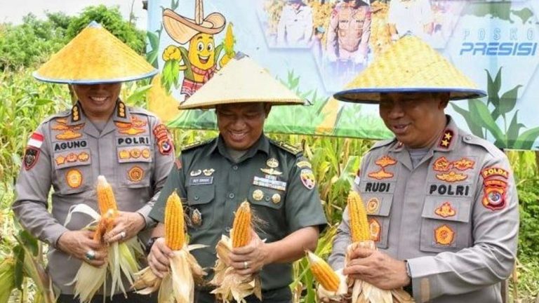 Polda NTT Catat Produksi Jagung Puluhan Ribu Ton di Tahun 2025