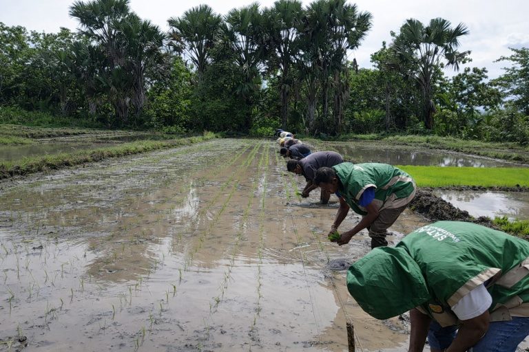 PPL Lakukan Monitoring Persiapan Tanam dan Pendampingan Penanaman Padi di Biboki Utara untuk Dukung LTT