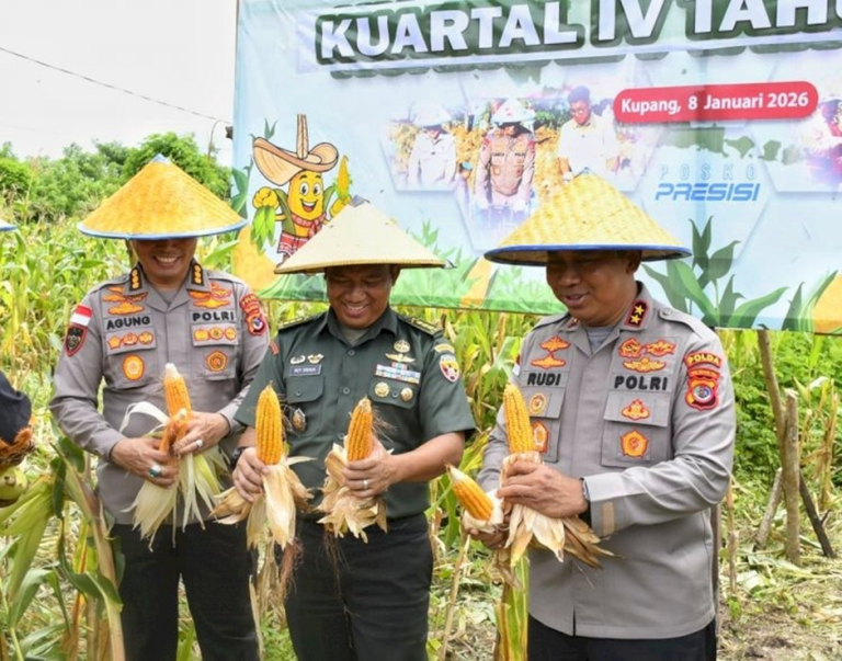 Polda NTT Catat Produksi Jagung Puluhan Ribu Ton Sepanjang 2025