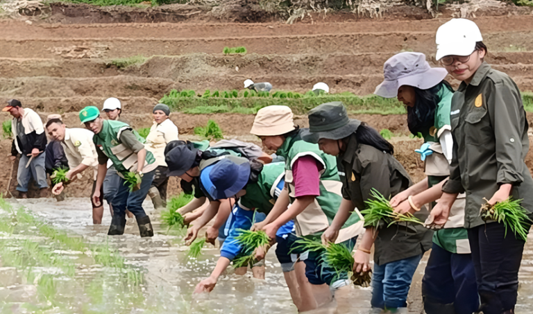 Penanaman Padi Sistem Jajar Legowo oleh PPL Bersama POPT di Poktan Inpari Jaya, Desa Golo Watu, Kecamatan Wae Rii, Kabupaten Manggarai, NTT
