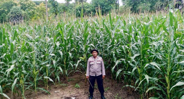 Dari Seragam ke Ladang, AIPTU Agustinus SH Edukasi Petani Lewat Budidaya Jagung di Lembata