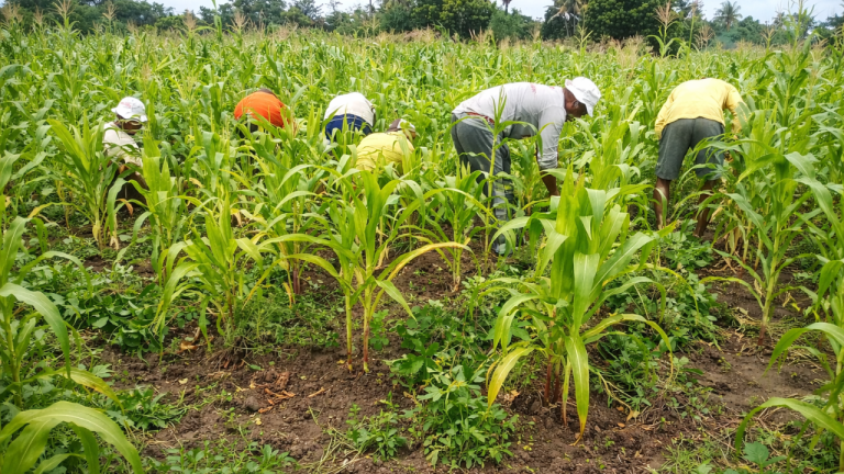 Meningkatkan Produktivitas Tanaman Jagung melalui Penyiangan di BBI Tarus