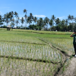 Monitoring Luas Tambah Tanam Padi Sawah MT 1 di Kabupaten Sabu Raijua