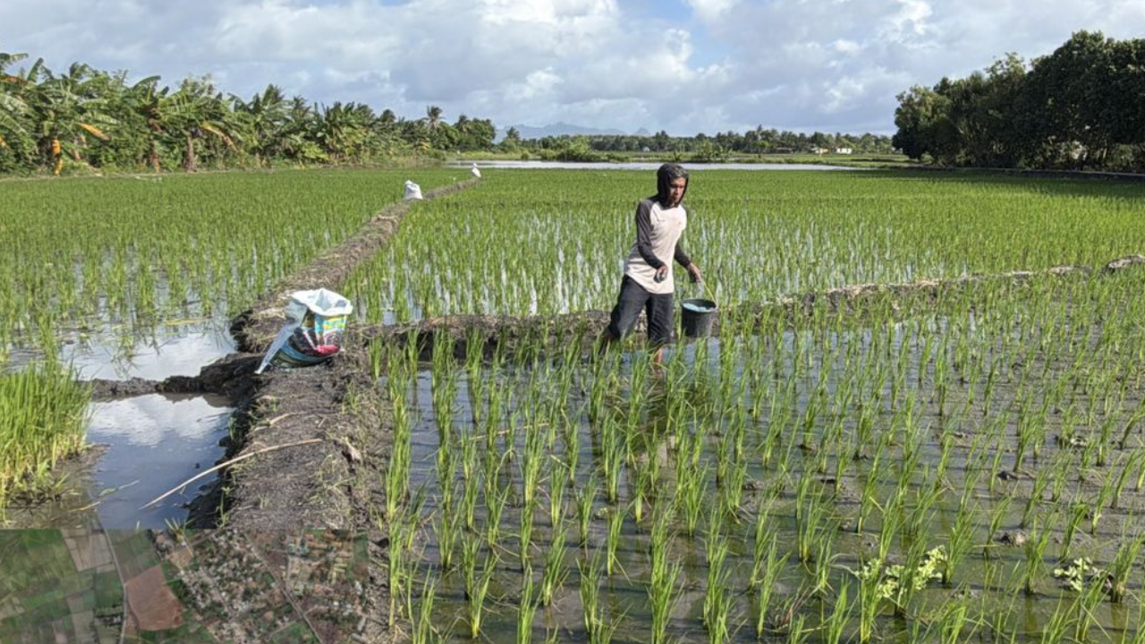 Pemupukan Pertama Calon Benih Padi untuk Peningkatan Produksi Pertanian di NTT
