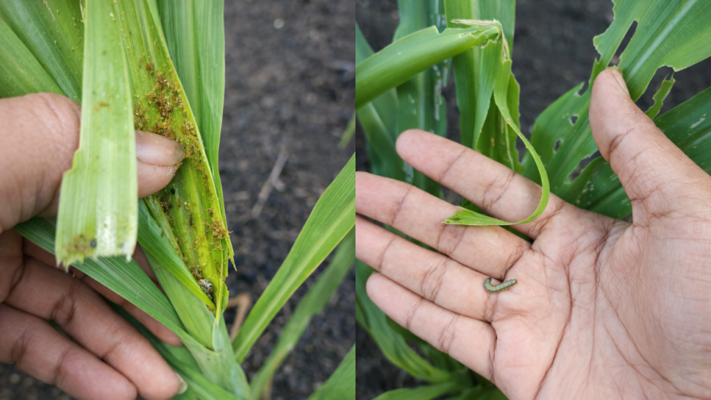 Pengendalian Hama Ulat Grayak (Spodoptera frugiperda) di Desa Barene Kolaborasi Efektif POPT, PPL, dan Poktan