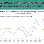 Peningkatan Luas Tanam Padi di NTT Update LTT Februari 2026