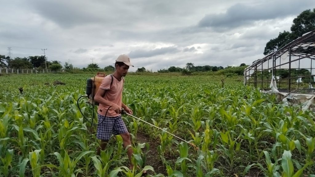 Penyemprotan Hama Tahap 2 di Kebun Palawija Lembor
