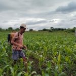 Penyemprotan Hama Tahap 2 di Kebun Palawija Lembor