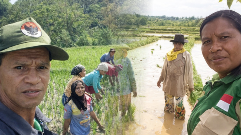 Percepat Luas Tambah Tanam Padi di NTT Program Penanaman Padi di Manggarai Timur dan Belu