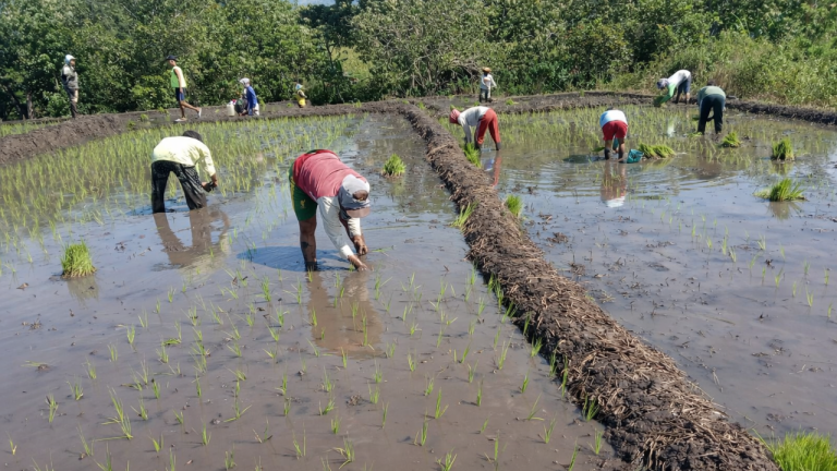 Poktan Arjuna 3 Terapkan Pola Tanam Reguler dan Oplah untuk Peningkatan LTT Padi