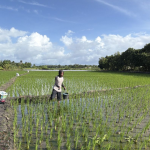 Pemupukan Pertama Calon Benih Padi Varietas Ciherang Kelas BD di BBI Noelbaki