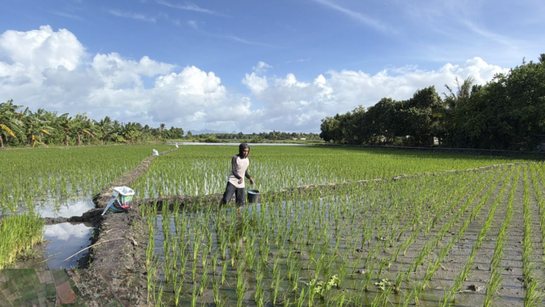 Pemupukan Pertama Calon Benih Padi Varietas Ciherang Kelas BD di BBI Noelbaki