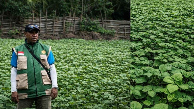 Demotani 2025 Total 15 Ha di Tiga Kabupaten, Kacang Hijau Malaka Masuki Fase Generatif