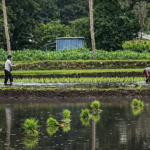 UPTD Perbenihan Tanaman Pangan dan Hortikultura melalui BBU Magepanda Laksanakan Penanaman Padi&hellip;
