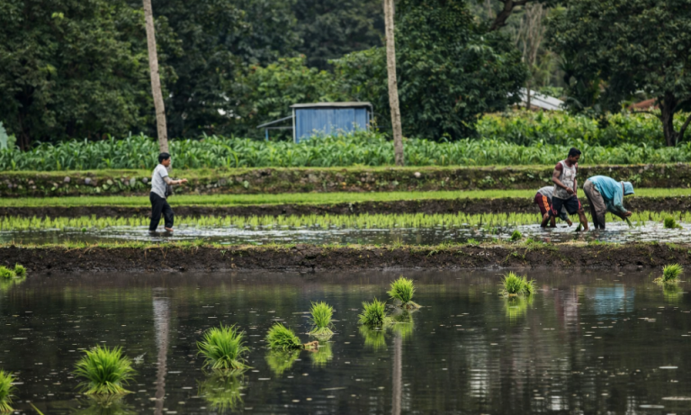 UPTD Perbenihan Tanaman Pangan dan Hortikultura melalui BBU Magepanda Laksanakan Penanaman Padi Varietas Ciherang