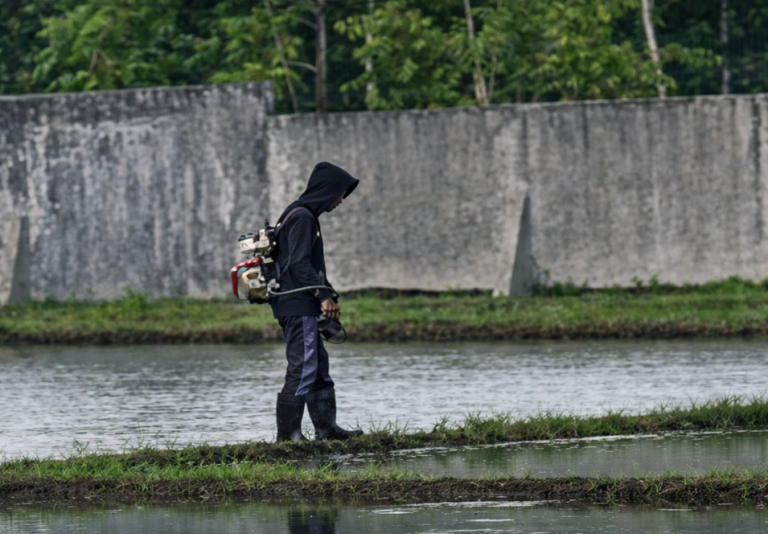 Pengendalian Hama Keong di BBU Lewa untuk Mendukung Keberhasilan Tanam Padi
