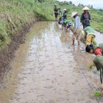 PPL dan POPT Dampingi Penanaman Padi Sistem Jajar Legowo di KWT Milenia&hellip;