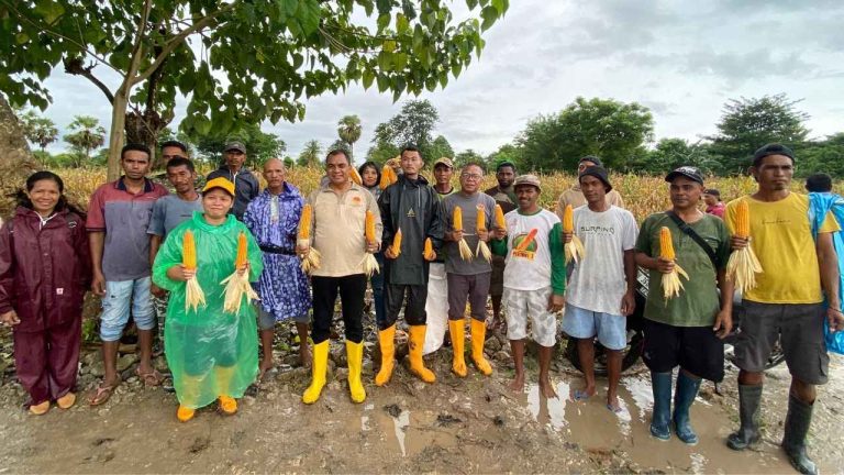 Panen jagung bersama di Kelompok Tani Sodamolek, Desa Manusak