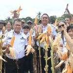 Bupati Kupang Panen Perdana Jagung di Desa Silu