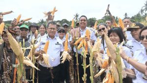 Bupati Kupang Panen Perdana Jagung di Desa Silu, Memanfaatkan Dana desa Yang Dikelola Karang Taruna Setempat