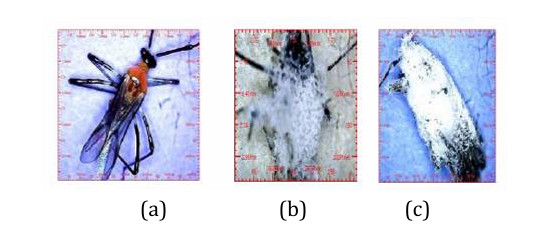 Gambar Helopeltis sp yang sehat (a), yang terserang B. bassiana (b dan c)