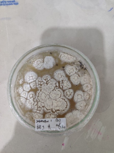 Gambar (a) Isolat Beauveria bassiana