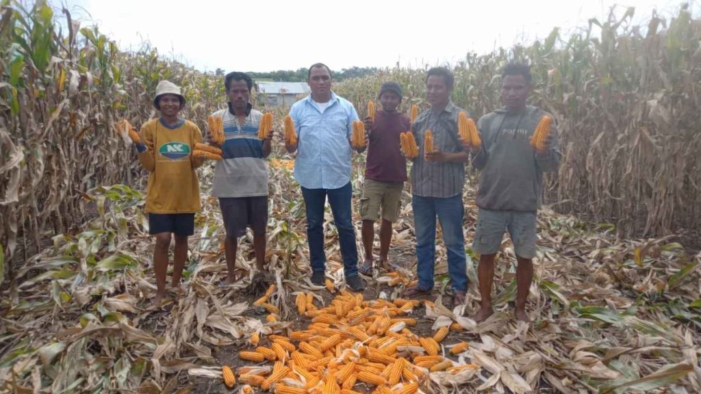 Kunjungan Kerja di Sumba Barat Daya Dorong Peningkatan Produksi Jagung