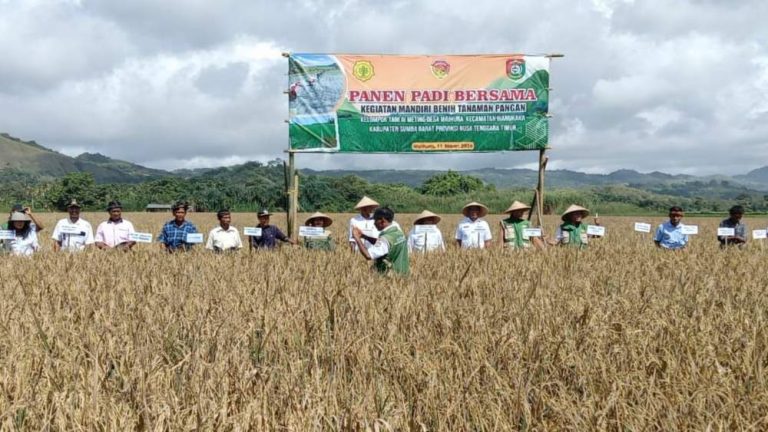 Panen Perdana MBTP 2025 di Sumba Barat Hasilkan 6,01 Ton per Hektar