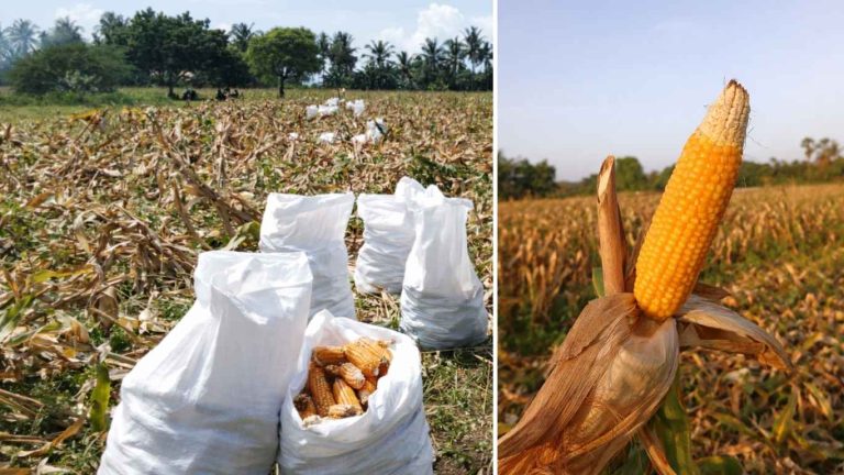 Panen Jagung Varietas Lamuru di BBI Tarus Hasilkan Benih Unggul Bermutu