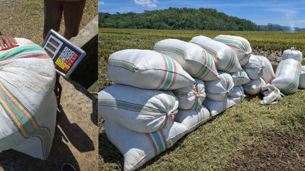 Panen Padi Program Mandiri Benih Tanaman Pangan 2025 di Boleng Manggarai Barat Capai Produktivitas 8,45 Ton per Hektare