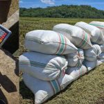 Panen Padi Program Mandiri Benih Tanaman Pangan 2025 di Boleng Manggarai Barat&hellip;