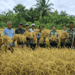 Panen Padi dan Jagung di Sabu Tengah