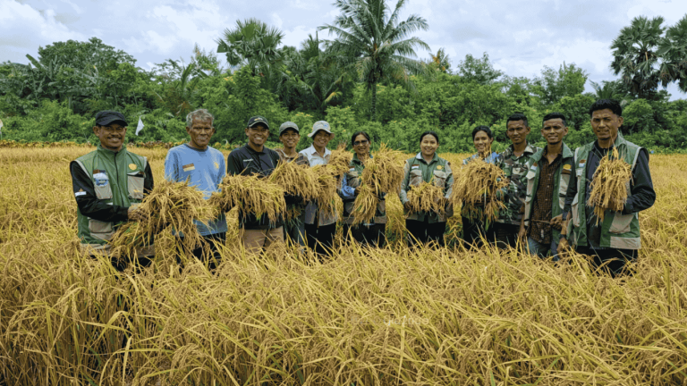 Panen Padi dan Jagung di Sabu Tengah