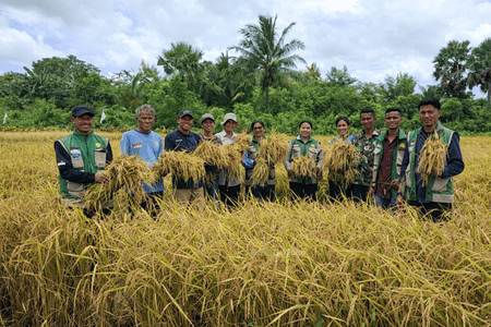 Panen Padi dan Jagung di Sabu Tengah Capai Produktivitas 4,7 hingga 6,2 Ton per Hektare