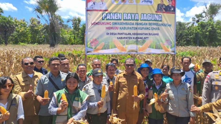 Panen Raya Jagung Desa Pantulan Perkuat Swasembada Pangan Menuju Kabupaten Kupang EMAS
