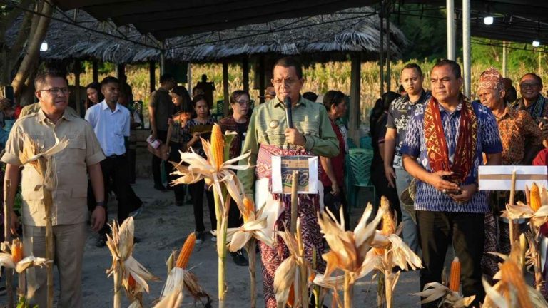 Panen Raya Jagung Poktan Nonotasi di Kelurahan Buraen Tunjukkan Produktivitas Petani NTT Terus Meningkat