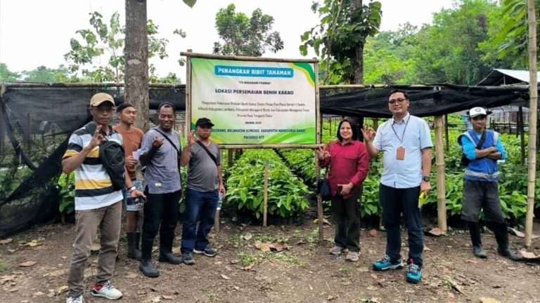 Pemeriksaan Benih Kakao NTT: 2,25 Juta Batang Memenuhi Syarat Teknis