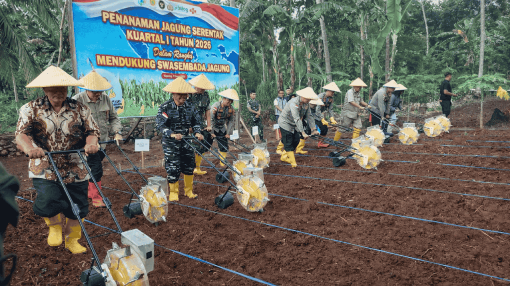Penanaman Jagung Serentak NTT 2026