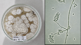 Perbanyakan Agen Pengendali Hayati (Beauveria basiana) di UPTD PKDLHP