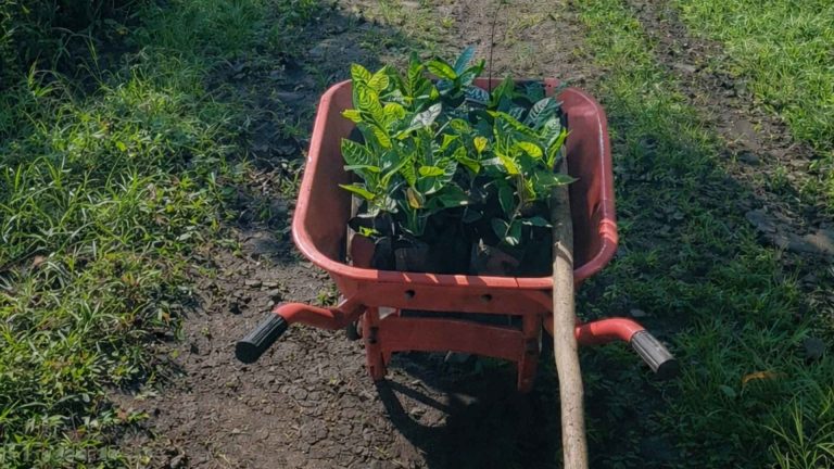 Pengembangan Kebun Dinas di Detubapa Ende dan Eban TTU melalui Penanaman Kopi Arabika