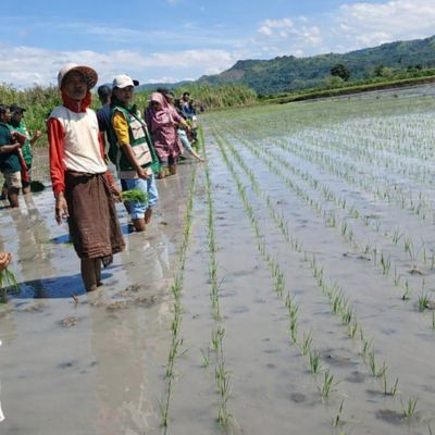 Penanaman sesuai jarak tanam kegiatan MBTP , Varietas Cakra Buana KT Ai Meting