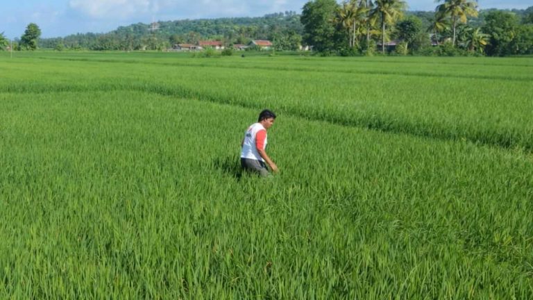 Penyiangan Gulma Rutin di Lahan BBI Noelbaki untuk Menjaga Kualitas Benih Padi