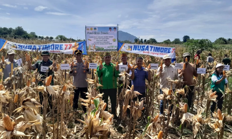 Panen Jagung di Watu Mori, Wabup Matim Ungkap Hal Ini