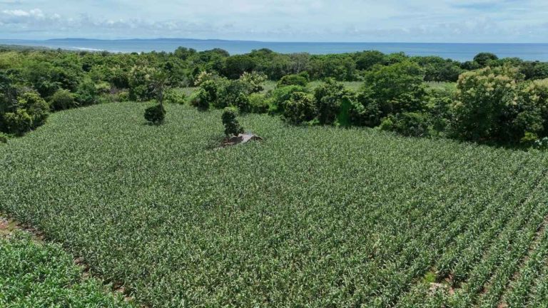 Sinergi Dinas Pertanian NTT dan Bulog Dorong Produksi Jagung di Sulamu, Desa Pantulan Siap Perluas Areal Tanam 2026