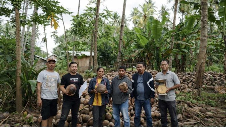Sertifikasi 89 Ribu Benih Kelapa Dalam Adonara untuk Pengembangan Kelapa di Kabupaten Ngada