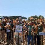 Panen Jagung Wela Weru di Nanga Baras Capai 14,8 Ton