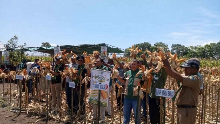 Panen Jagung Wela Weru di Nanga Baras Capai 14,8 Ton