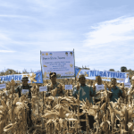 Panen Raya Jagung Bantuan APBN 2025 di Watu Mori Capai Produksi 27&hellip;