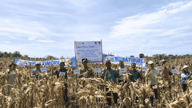 Panen Raya Jagung Bantuan APBN 2025 di Watu Mori Capai Produksi 27 Ton