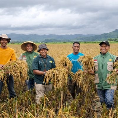 Pengambilan ubinan padi MBTP bersama BPS, Kab. Sumba Barat, Poktan Ai Meting